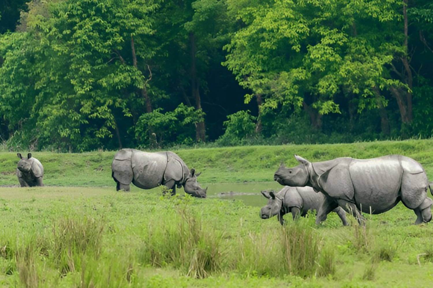 Kaziranga Safari