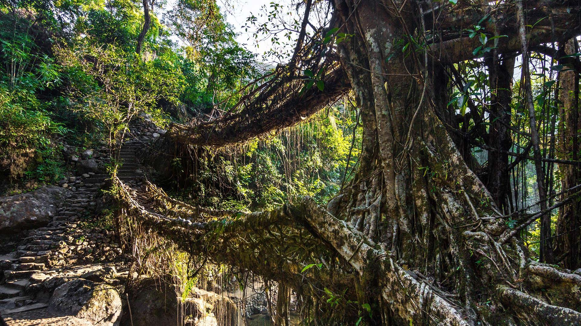 Shillong To Double Decker Living Root Bridge
